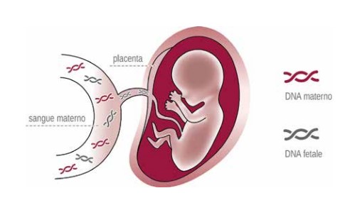 PrenatalSAFE® – Il test di prevenzione prenatale di Genoma 2
